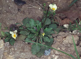 Слика од Viola arvensis Murray