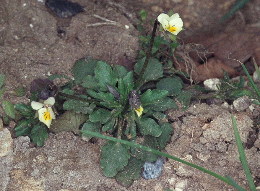 Image of Field Pansy