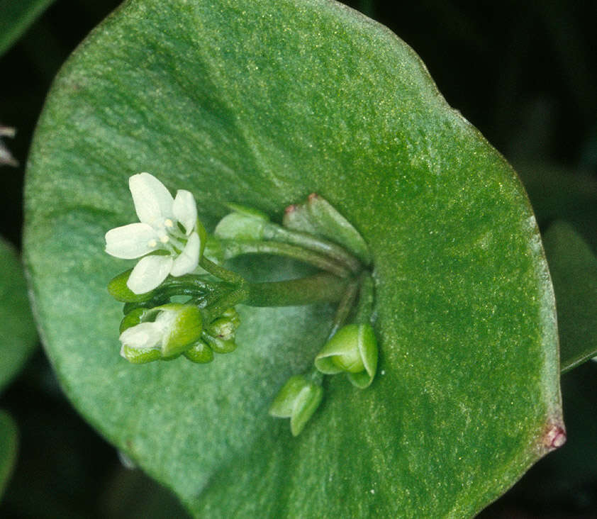 Image of Indian lettuce