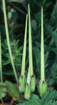 Image of Common Stork's-bill