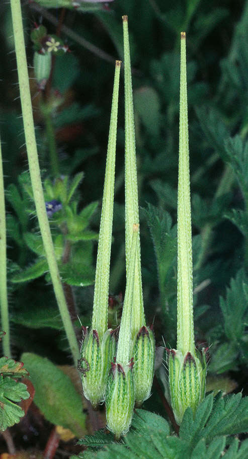 Image of Common Stork's-bill