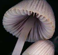 Image of Trooping Inkcaps