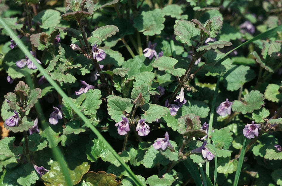 Image of Ground ivy