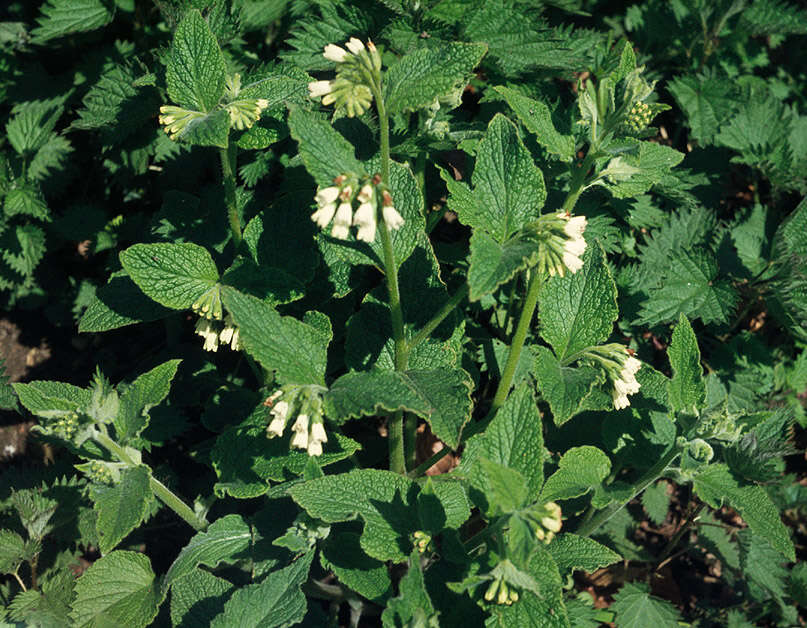 Image of Symphytum orientale L.