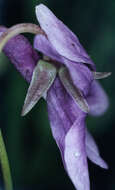 Image of early dog-violet