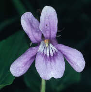 Image of early dog-violet