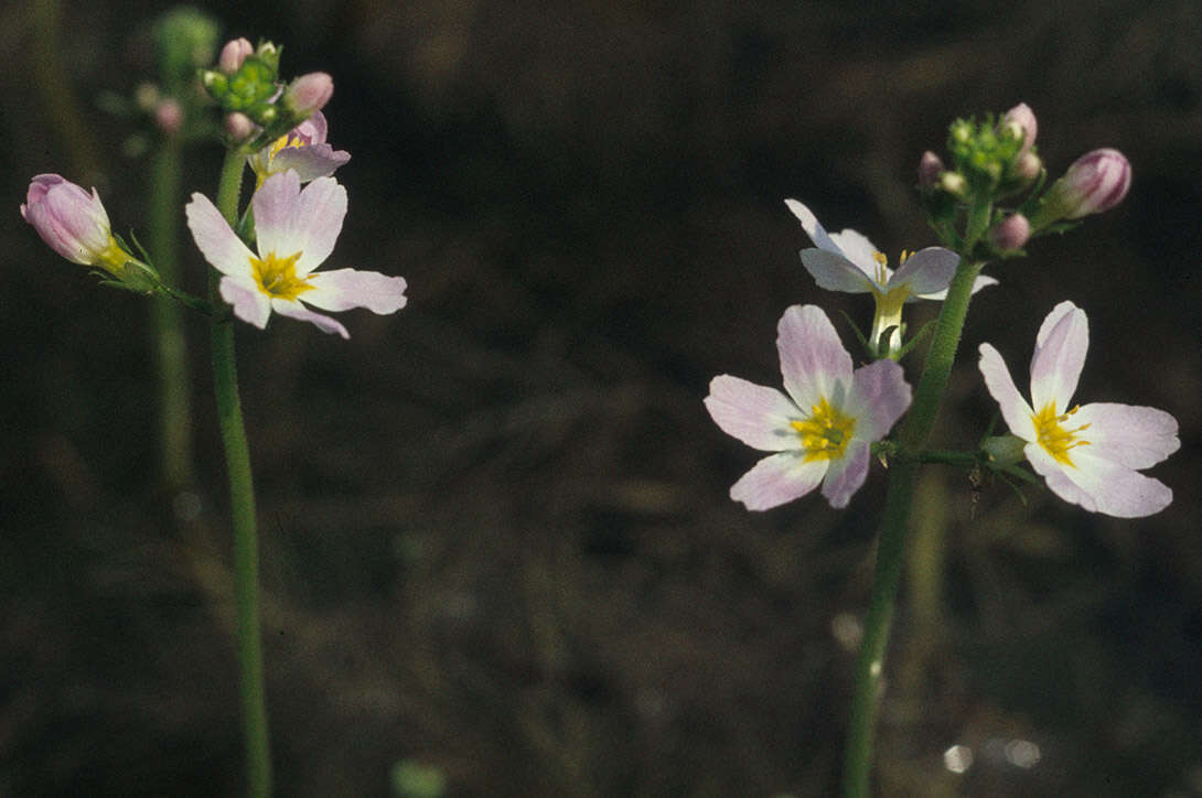 Image of Featherfoil