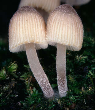 Image of Coprinellus disseminatus (Pers.) J. E. Lange 1938