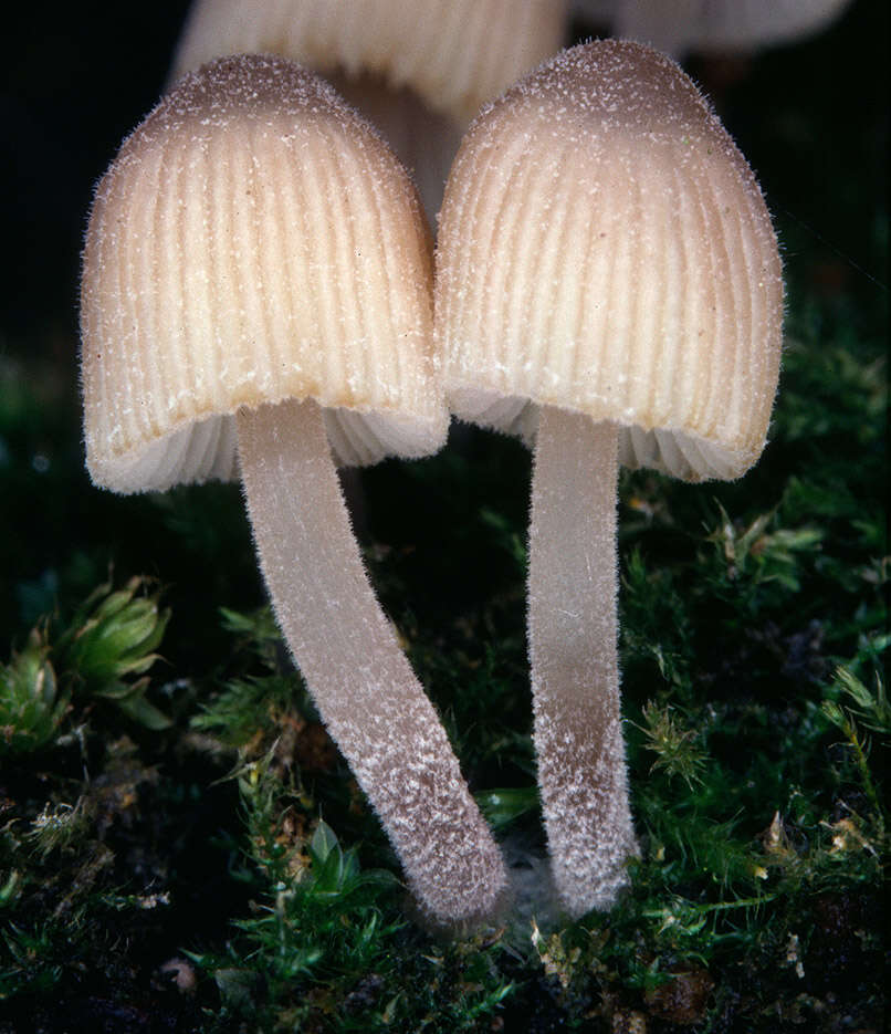 Image of Trooping Inkcaps