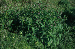 Plancia ëd Symphytum officinale × Symphytum asperum