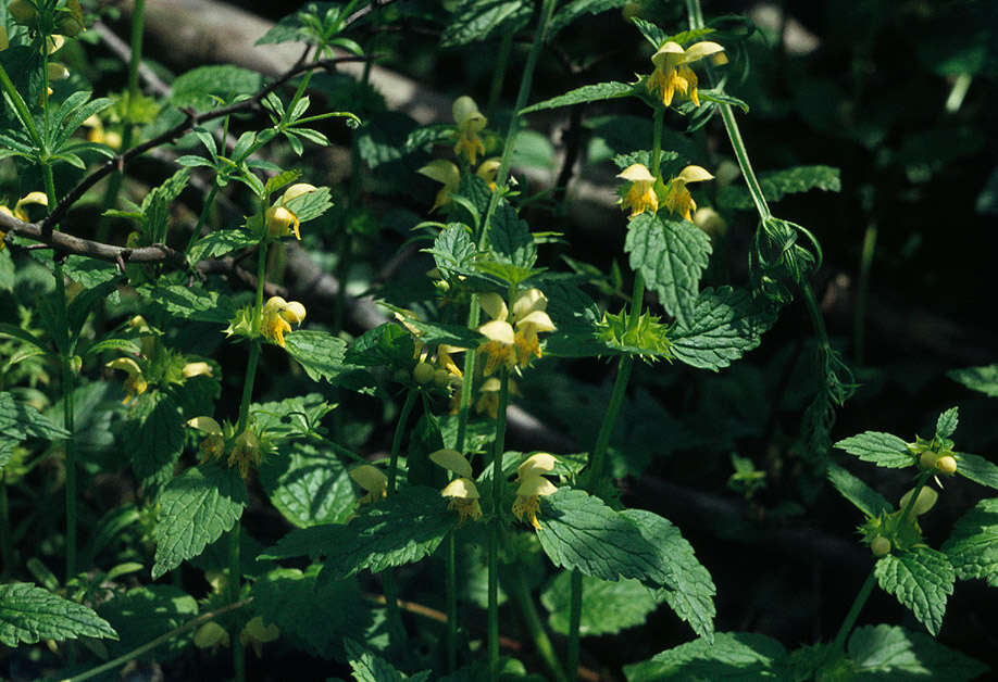 Imagem de Lamium galeobdolon subsp. montanum (Pers.) Hayek