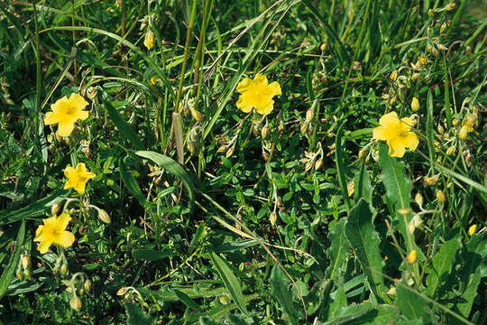 Image of Helianthemum nummularium subsp. nummularium