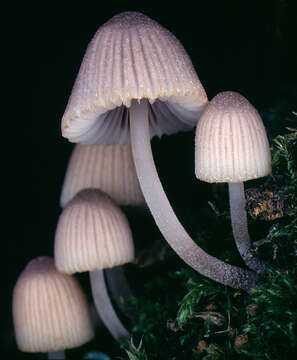 Image of Trooping Inkcaps