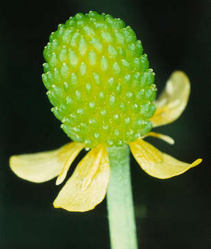 Image of cursed buttercup