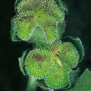 Image of gypsyflower