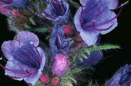 Image of blueweed