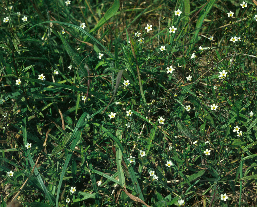 Image of purging flax, fairy flax