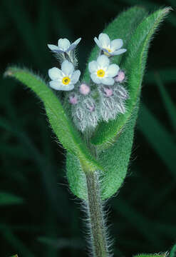 Image of field forget-me-not