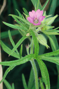 Image of cut-leaved cranesbill