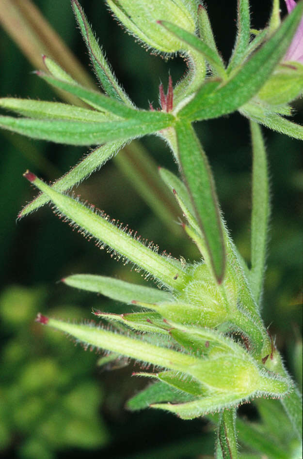 Plancia ëd Geranium dissectum L.