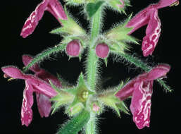 Слика од Stachys sylvatica L.