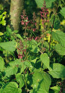 Image of hedge nettle