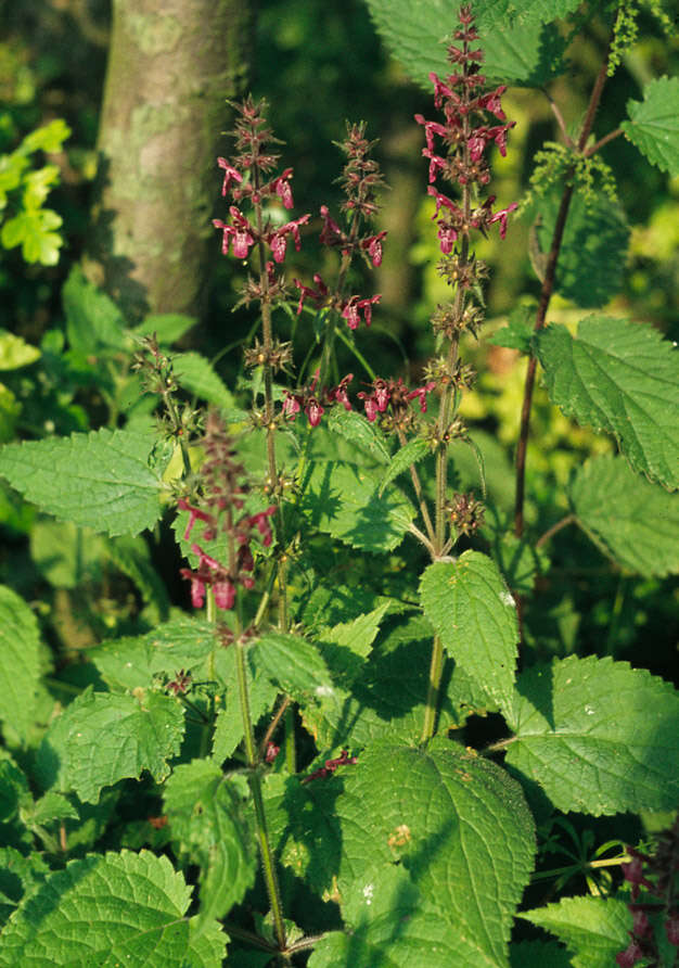 Image of hedge nettle