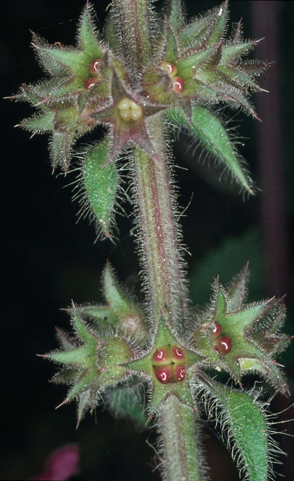 Image of hedge nettle