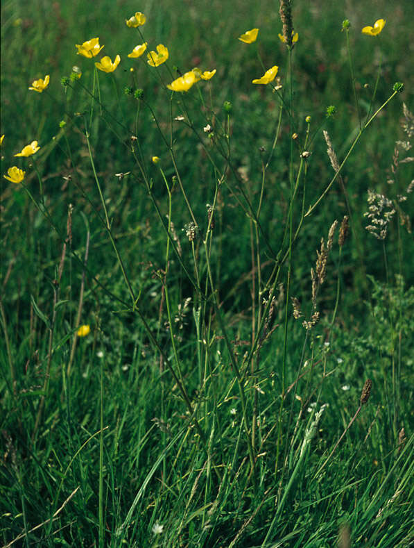 Image of common buttercup