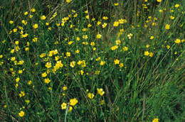 Image of Lesser Spearwort