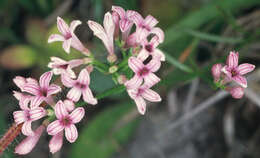 Plancia ëd Asperula cynanchica L.