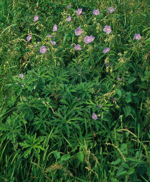 Imagem de Geranium pratense L.