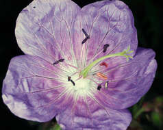 Image of Meadow Crane's-bill