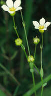 Image of purging flax, fairy flax