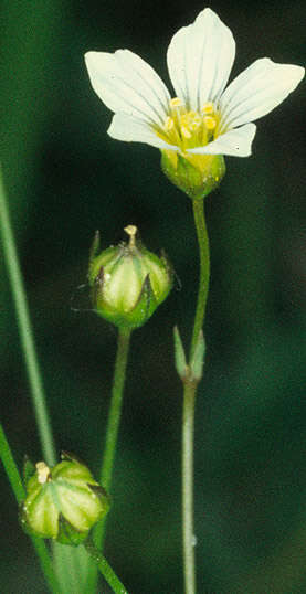 Image of purging flax, fairy flax