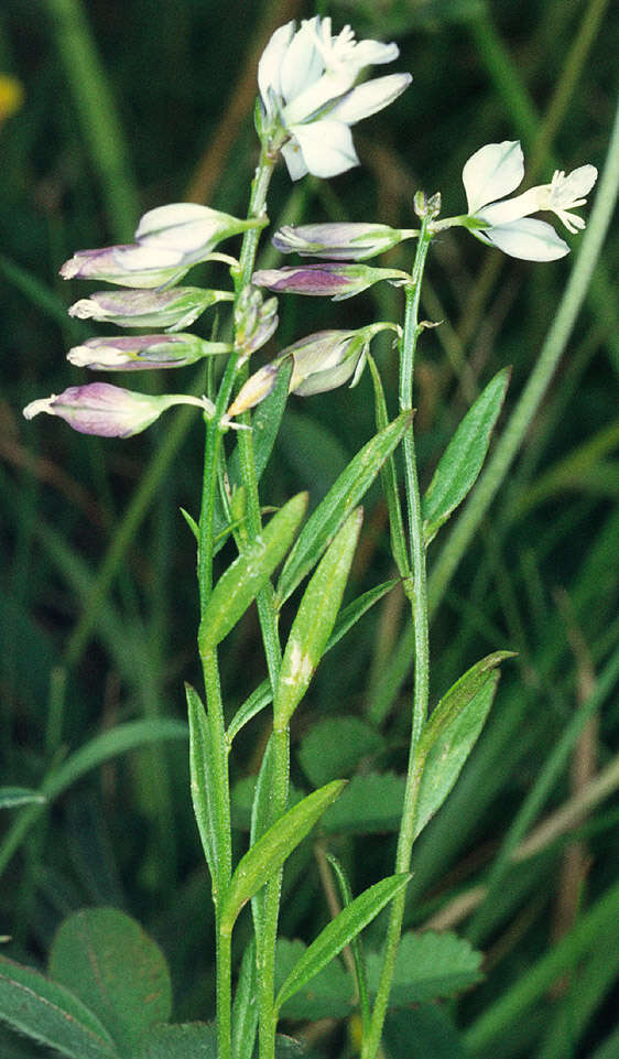 Plancia ëd Polygala vulgaris L.