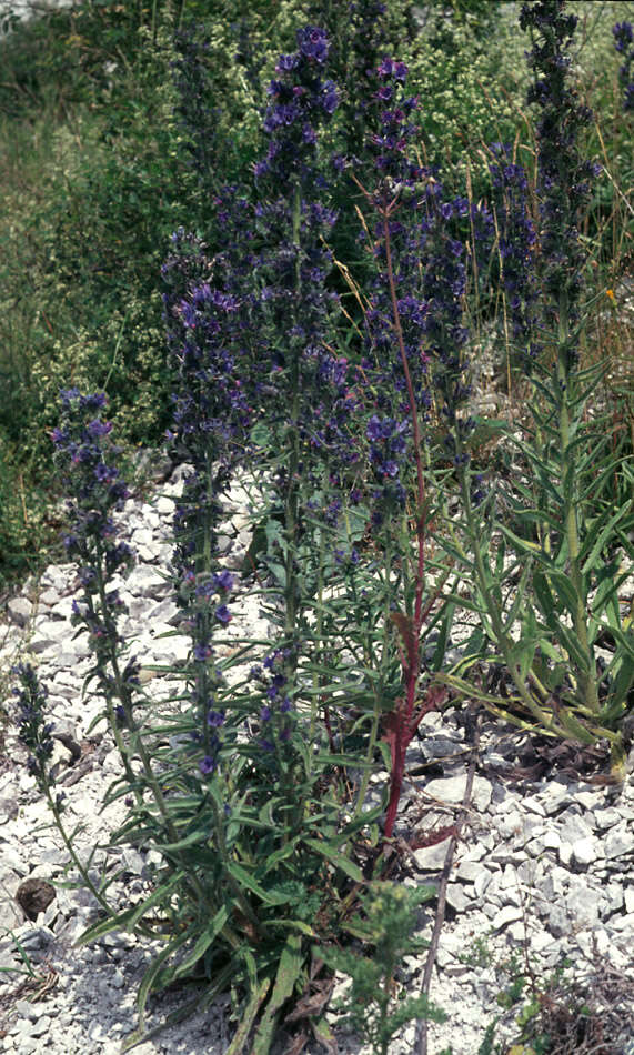 Image of blueweed