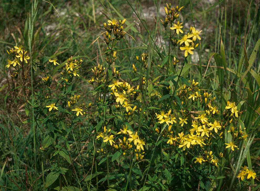 Image de Millepertuis herisse