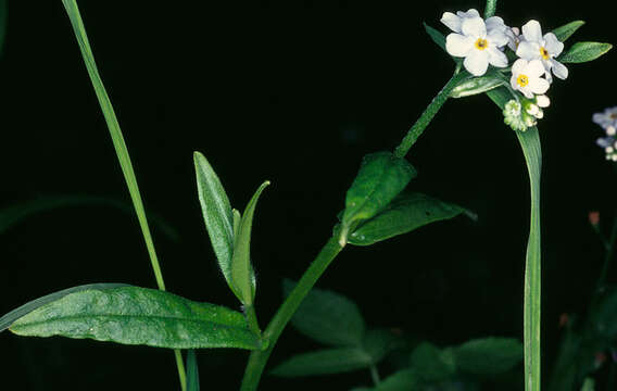 Image of true forget-me-not