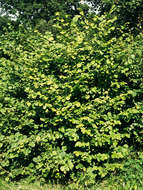 Image of Cobnut