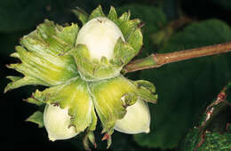 Image of Cobnut