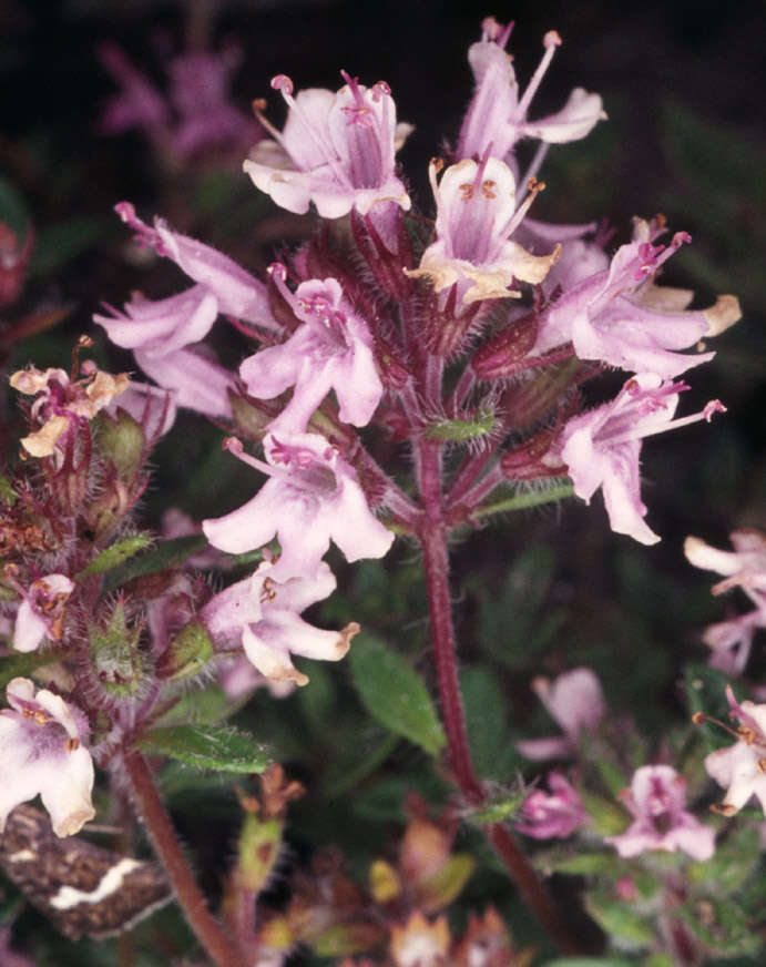 صورة Thymus praecox subsp. polytrichus (A. Kern. ex Borbás) Jalas