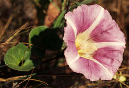 Image of Sea Bindweed