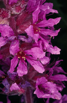 Image of Purple Loosestrife