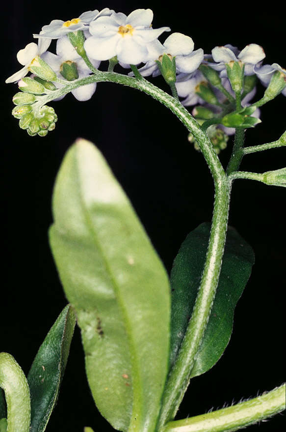 Image of true forget-me-not