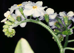 Image of true forget-me-not