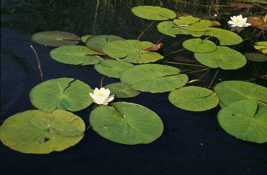 Image of European white waterlily