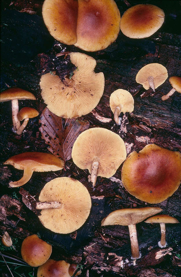 Image de Gymnopilus hybridus (Gillet) Maire 1933