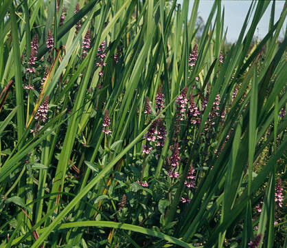 Image of Hedge-nettle