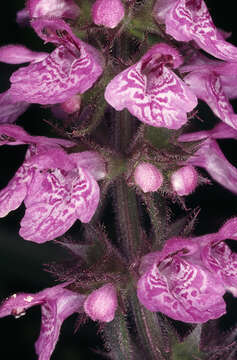 Image of Hedge-nettle